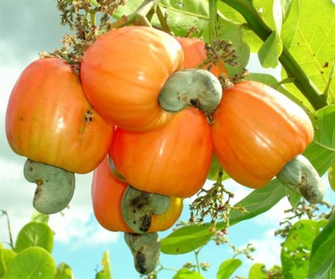 Plantation d'anacardiers supervisée par SOPRESCI-AGRO